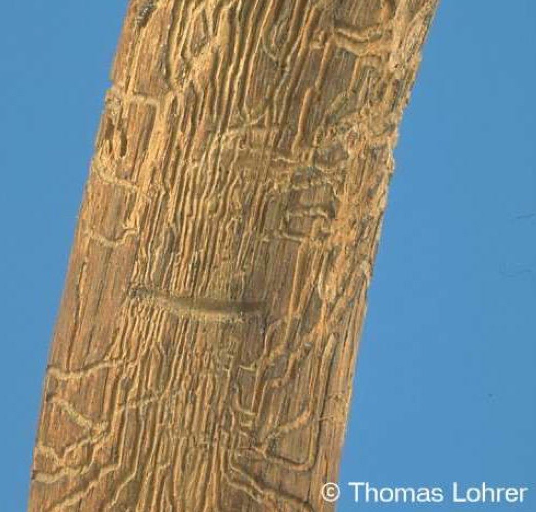 Waldschädlinge 2. Semester Repetico