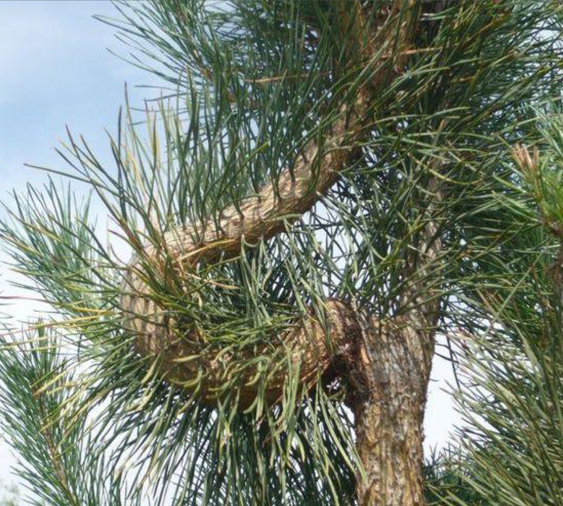 Waldschädlinge 2. Semester Repetico